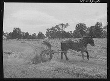 Photo:Castleton Vermont 1941 Dairy Farm Drop Rake Horse Harvesting Hay picture