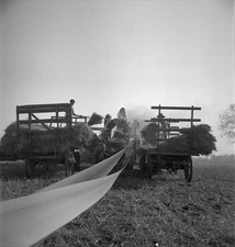 The threshing of oats Clayton Indiana south of Indianapolis Old Photo 12 picture