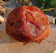 10 Oz Red Banded Agate LSA, Nodule, Pealer, Killer picture