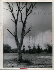1970 Press Photo Drought area on North of Clark Avenue - nef48149 picture