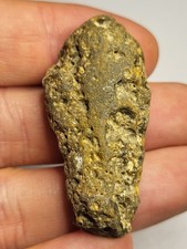 4 Isle of Wight Fossil Bone Isle of Wight Ryde & Alum Bay Eocene Mammals Ref021 picture