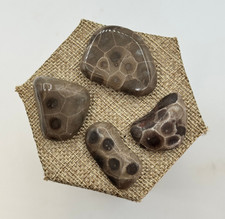 A BEAUTIFUL SET OF 4 POLISHED PETOSKEY STONES - BELOW RETAIL picture