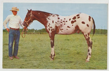 KELLY'S ACE Appaloosa Stallion Horse Postcard circa 1960s picture