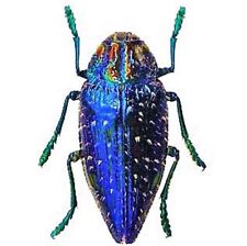 Polybothris gemma ONE REAL BLUE JEWEL BEETLE PACKAGED MADAGASCAR picture