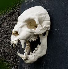 Werewolf Skull Wall Art Replica Life Size Cryptid Skull Horror Display picture