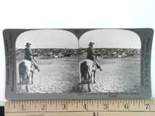 Round-Up Sherman Ranch Stereoview Keystone View Co. 1900s Kansas Cattle picture