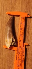 Plesiosaur Dino Tooth Fossil picture
