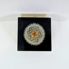 VTG GUMPS 1960's (USA) Lucite cube dandelion paperweight Please Read picture