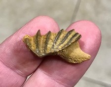 GRAND & AWESOMELY RARE LUNGFISH TOOTH PLATE W PARTIAL JAW ATTACHED FOSSIL picture