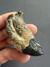 Museum Quality Ankylorhiza Tooth Fossil - Ancient Marine Mammal Tooth picture