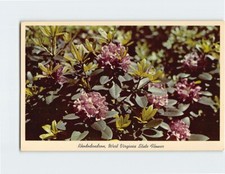Rhododendron in Full Bloom State Flower of West Virginia USA Q-58046 picture