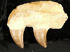 100 Million Year Old Mosasaurus JAW Bone Fossil With TWO Fossil TEETH 86.7gr picture