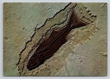 Dexter Supreme Mioplosus Fossil Postcard from Wyoming Green River Formation picture