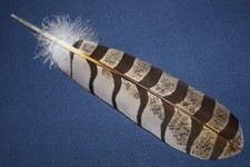 Native American realistic hand-painted Great Horned Owl Feather picture