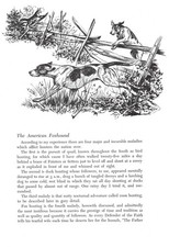 American Foxhound - 1964 Vintage Dog Art Print by Raymond Pease picture