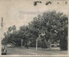 1960 Press Photo Trees and Cars on Canal Boulevard in New Orleans - noa51872 picture