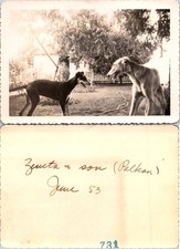 Russian Greyhound Dog Borzoi 1953 Zeneta + Son B+W Photo S0099 picture