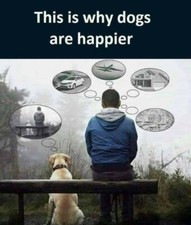 Humorous dog refrigerator magnet   3 1/2 x 4 1/2 picture