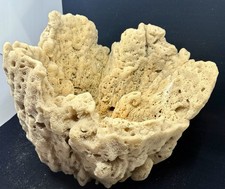 RARE EXTRA Large H 12” W 14” Natural Vase Sea Sponge “Sea Beach Décor” Aquarium picture