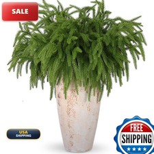 Rowfad 12 Pcs Artificial Norfolk Pine Branches Faux Christmas Stems (12) PINE picture
