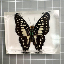 Clear Resin Paperweight Block with Black & White Butterfly Design picture
