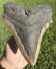 Serrated 4.47” Megalodon Shark Tooth Fossil Real Shark Teeth No Restoration picture