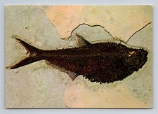 Ulrich's Preparatory Diamondville Wyoming Postcard Diplomystus Fossil Vintage  picture