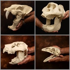 Extinct Skull Replica Set Moa Thylacoleo Gigantopithecus Homotherium Ice Age picture
