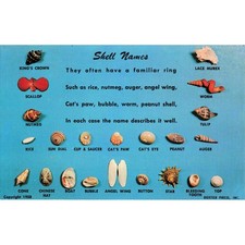 Vintage 1958 Dexter Press Shell Names Educational Chrome Postcard DT-17474-B picture