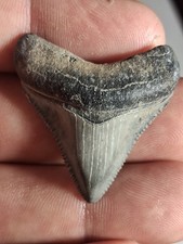 Beautiful Venice Beach Megalodon  1.39 Golden Beach picture