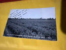 RPPC Postcard Dr. Keefe's Blueberry Farm Grand Junction MI S-1120 LL Cook picture