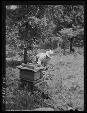 Photo:Lauderdale County Alabama Julien Case Beehive Farming TVA 1942 picture
