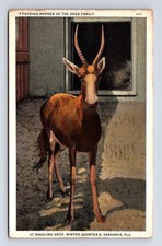 African Blesbok Antelope Foreign Member Deer Family Ringling Bros Postcard picture