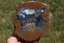 Thunderegg Polished Agate Plume Inclusions Rare Opal Richardson Priday Oregon picture