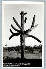c1940's An Unusual Giant Sahuaro Arizona AZ RPPC Photo Unposted Vintage Postcard picture