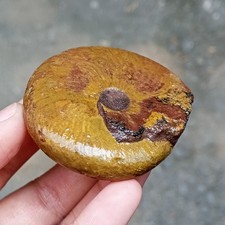 58G RARE RAW CALCITE YELLOW THIN PERMIAN WHOLE ROUGH AMMONITE FOSSIL MOLLUSCA picture
