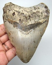 MEGALODON Shark tooth Real Fossil - 4.16” Shark Teeth NO Restorations Natural picture