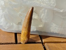 Natural medium size tooth fossil 2.71 inches(6.9 cm)long of Spinosaurus picture
