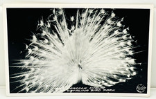 Vintage 1940s Frashers RPPC White Peacock (India) Catalina Bird Park California picture