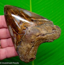Megalodon Shark Tooth 4.30” Real Fossil XL BIG NO Restorations Sharks Teeth picture