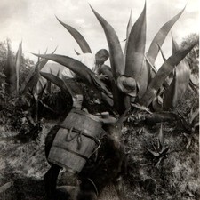 c1920s Mexico RPPC Agave Maguey Harvest Pulque Tipos Mexicanos Burro Keg Barrel picture