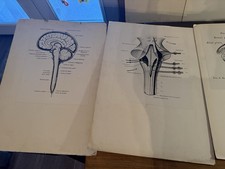 Vintage Harvard Medical School Anatomy Charts Lot Dr Elizabeth Pierce Brain Stem picture