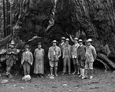 PRESIDENT TEDDY ROOSEVELT & JOHN MUIR  1903 GIANT SEQUIOIA GLOSSY 8X10 PHOTO picture