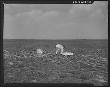 Photo:Farm Worker Field Testing Soil 1930s 1940s picture
