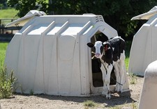 Photo:Cashton Wisconsin 2016 Calf in Dairy Farm Calf Hut Hutch picture