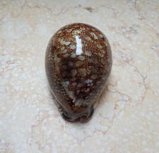 F Cypraea Grayana HUGE Red Sea SHELL F+++F++ 81.3 mm great Specimen super glossy picture