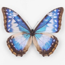 Morpho C. Cypris f. Cyanites ♀ Colombia - Female - Nymphalidae Entomology picture