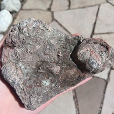 Rare Brachiopod Fossils & Sea Urchin Pieces Matrix. Minturn Formation Colorado. picture