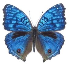 Precis rhadama MALE blue buckeye butterfly Africa UNMOUNTED/WINGS CLOSED picture