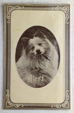 Antique Pomeranian Spitz Dog 